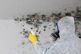 Professional Mold Removal Services in Rock Hall, MD